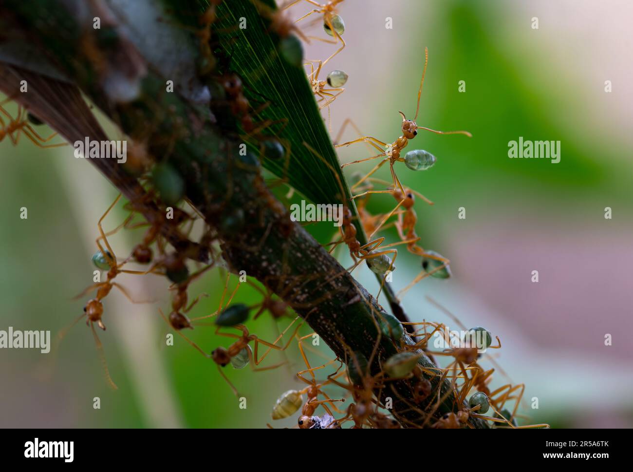 macro photograph of green ants maintaining their nest in northern Australia, with one ant