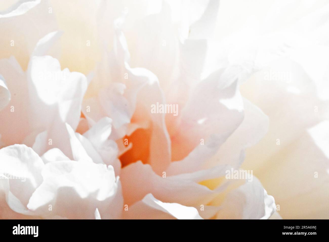 soft white floral background of peony petals close-up, festive wedding background Stock Photo