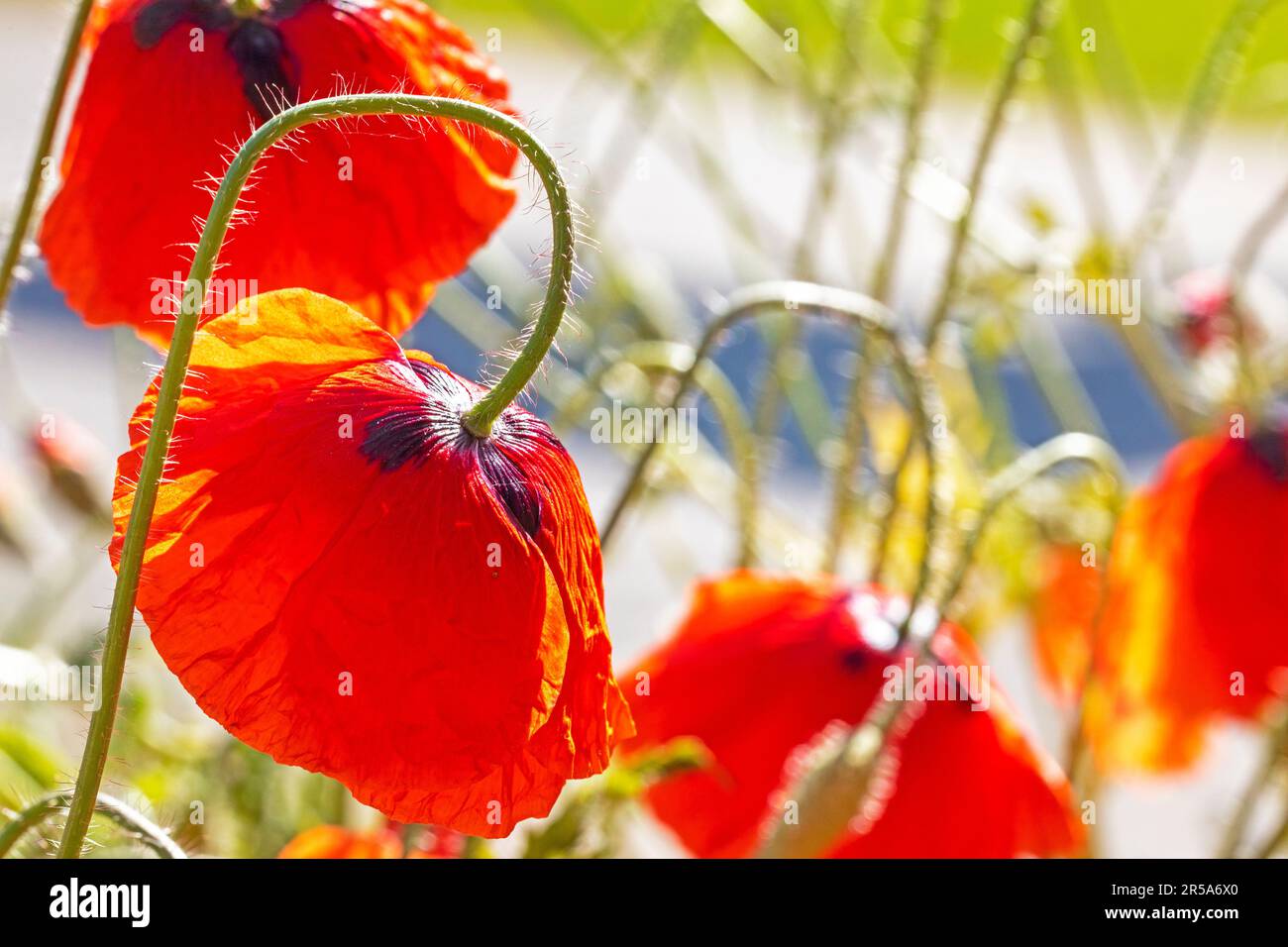 field red poppy flowers illuminated by the sun, horizontal Stock Photo ...