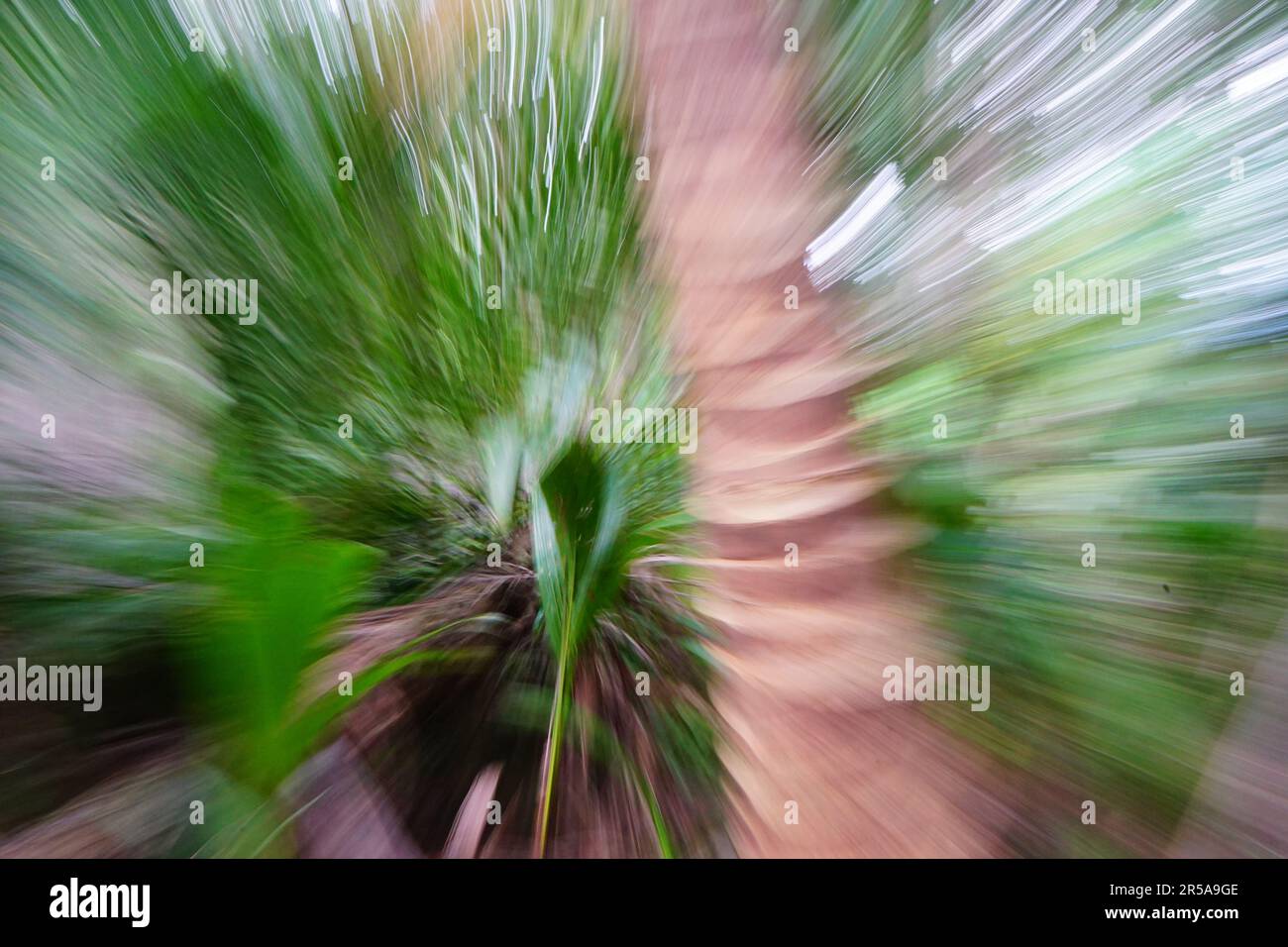 Long exposure jungle foliage Stock Photo