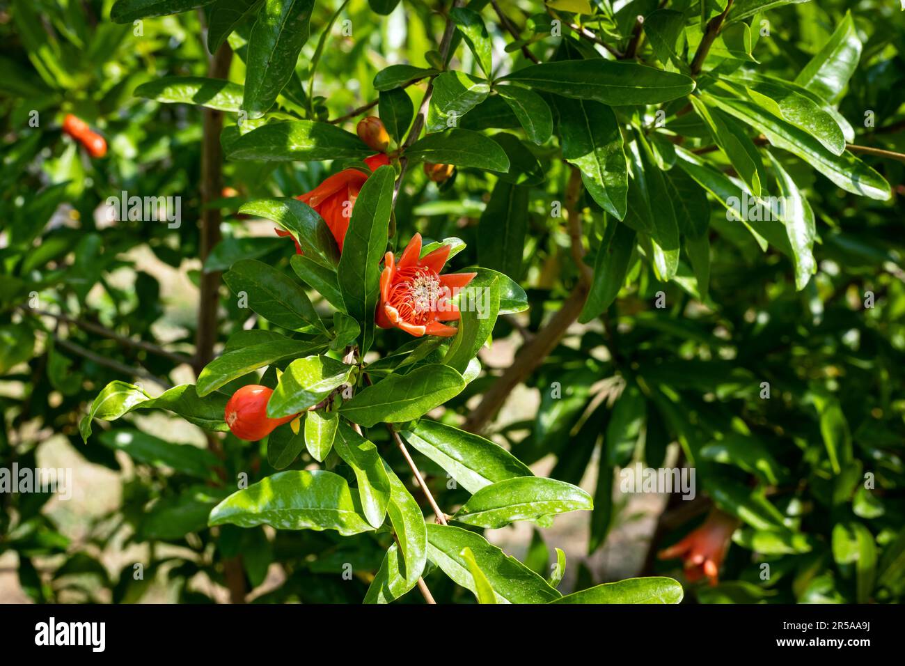 Pomegranate flowers in the garden. Punica granatum tree or red pomegranate branch and bright orange, fresh flowers, with yellow stamens. Stock Photo