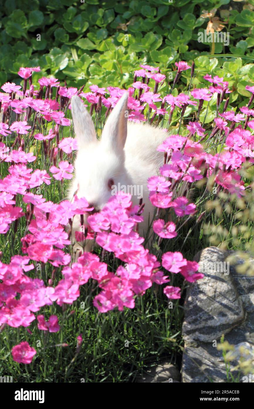 Violet rabbit hi-res stock photography and images - Alamy