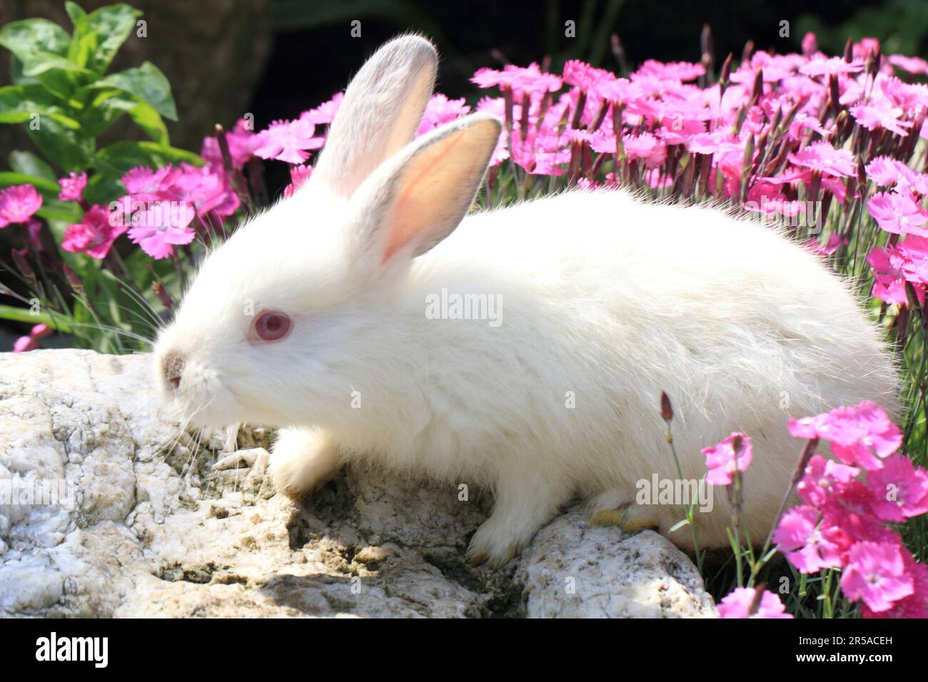 Violet rabbit hi-res stock photography and images - Alamy