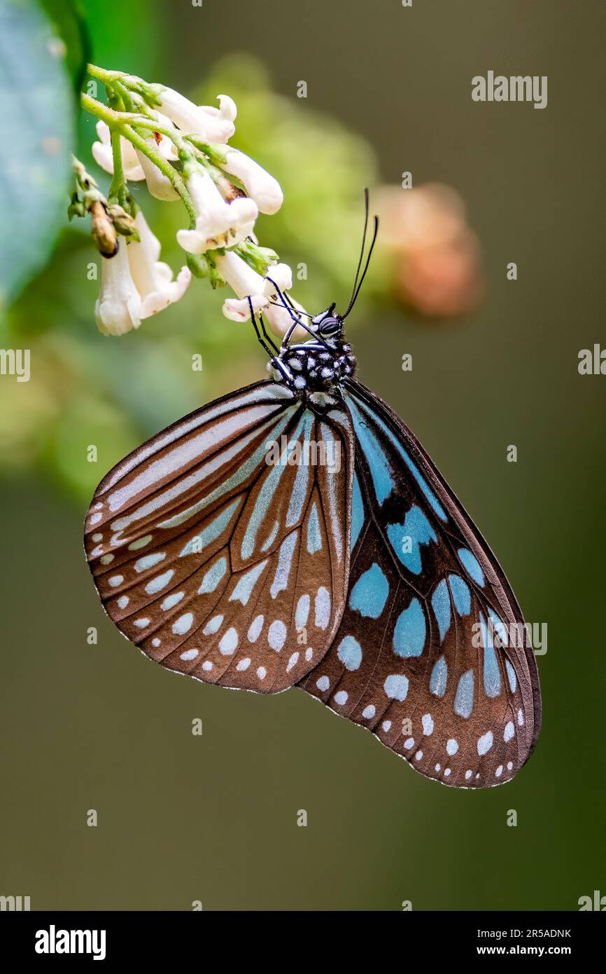 Ceylon blue glassy tiger (Ideopsis similis similis) from Amami Oshima, Ryukyu Islands, southern Japan. Stock Photo