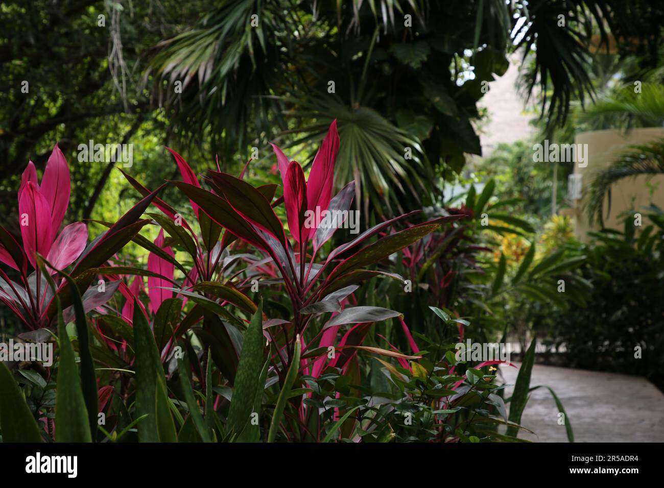 Beautiful cordyline shrubs and exotic plants with green leaves outdoors Stock Photo