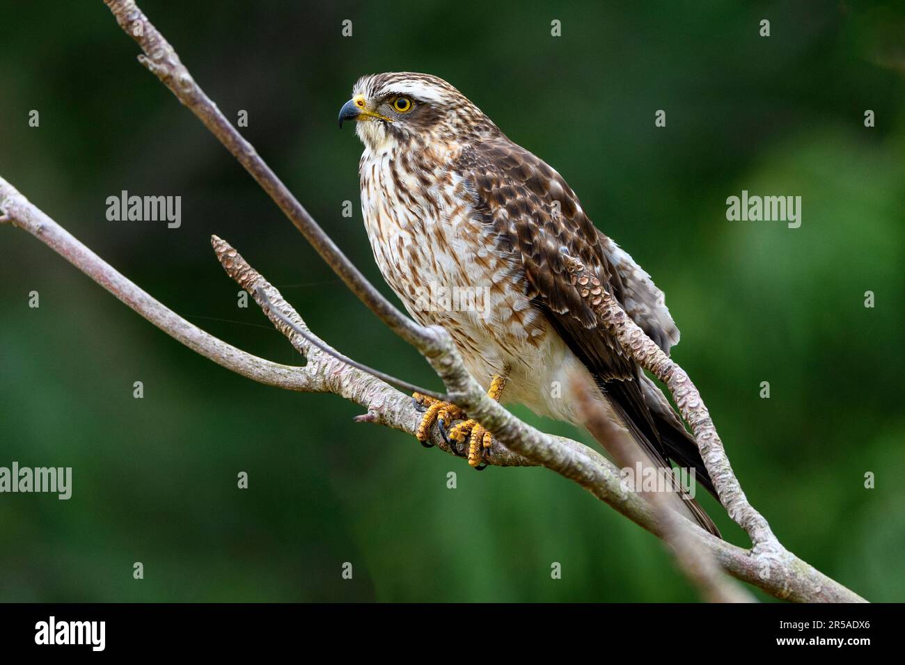 Grey-faced buzzard (Butastur indicus) from Amami Oshima, Ryukyu Islands, southern Japan. Stock Photo