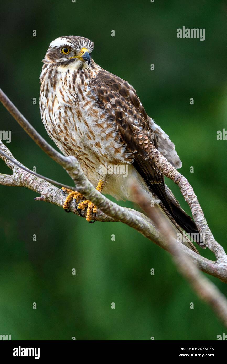 Grey-faced buzzard (Butastur indicus) from Amami Oshima, Ryukyu Islands, southern Japan. Stock Photo