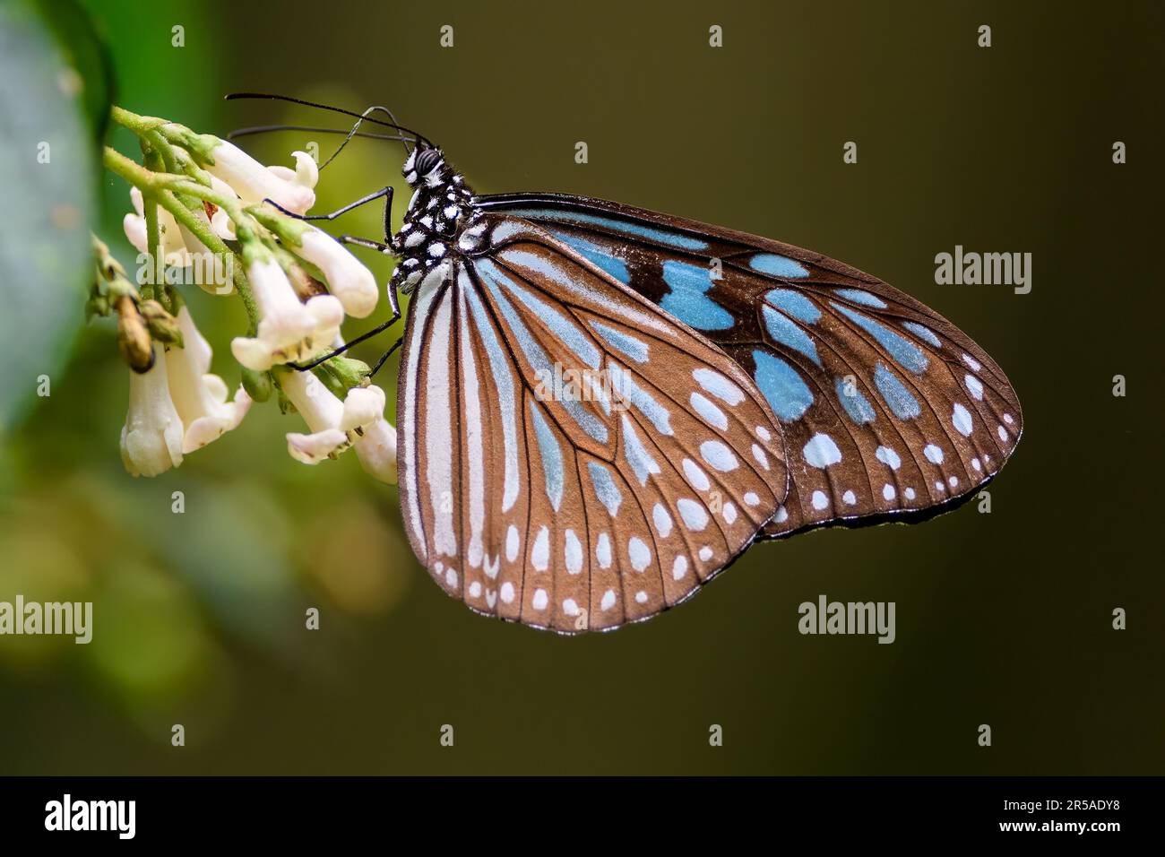 Ceylon blue glassy tiger (Ideopsis similis similis) from Amami Oshima, Ryukyu Islands, southern Japan. Stock Photo