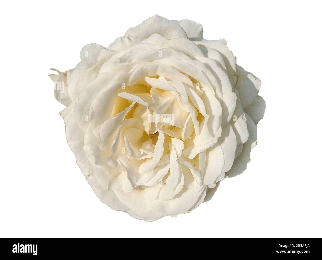 White rose isolated on white background Stock Photo - Alamy
