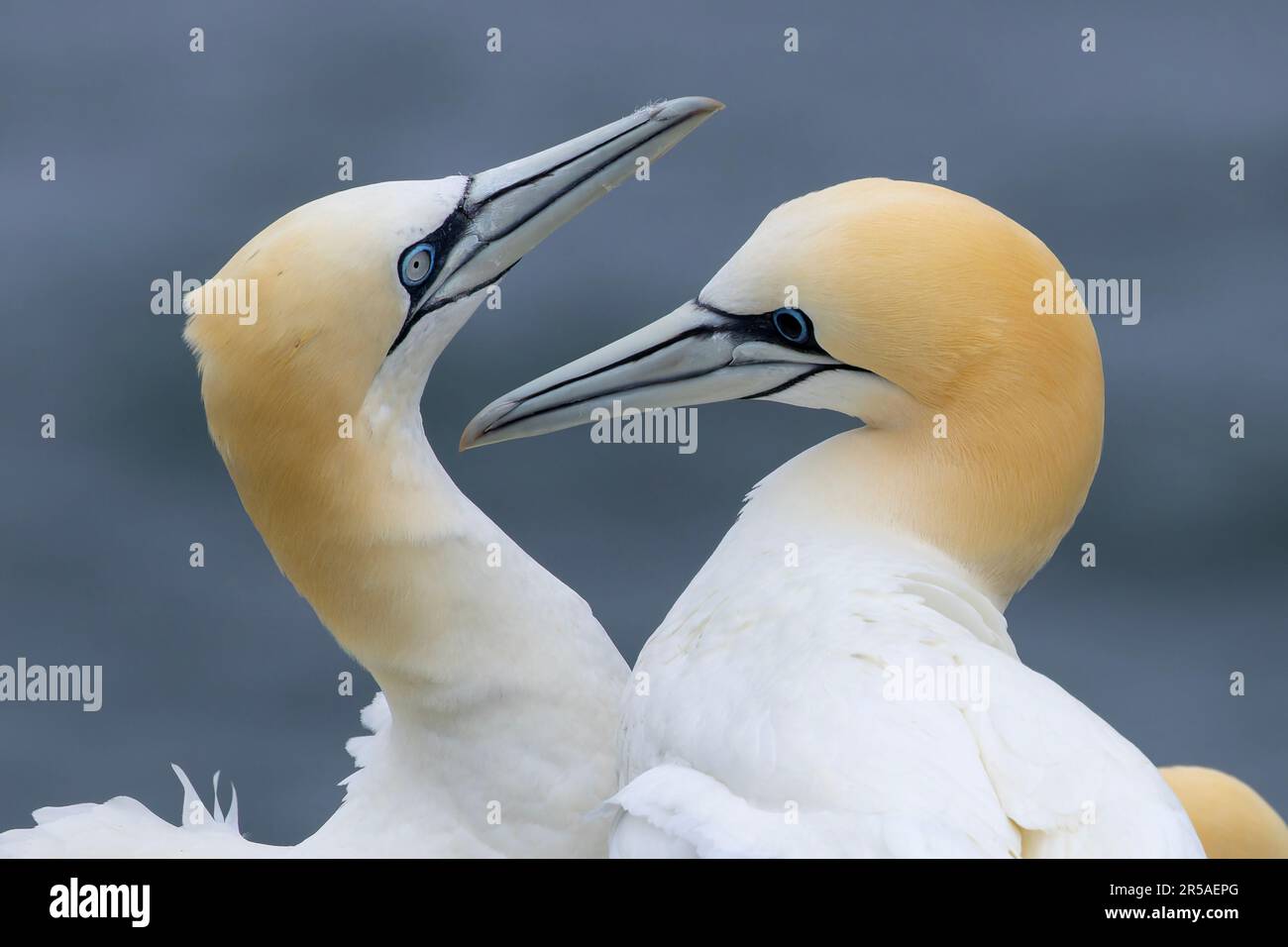 A pair of Northern Gannet. The right hand bird has a black iris indicating it has survived HPAI (Highly Pathogenic Avian Influenza) - Bird flu. Stock Photo