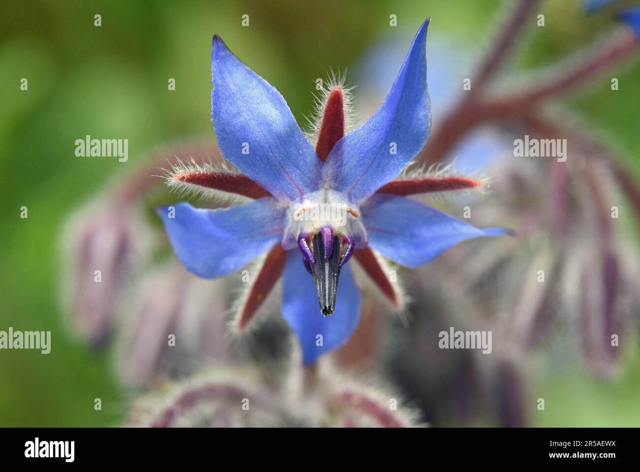 Borage (Borago officinalis), also known as starflower, is an annual herb in the flowering plant family Boragina Stock Photo