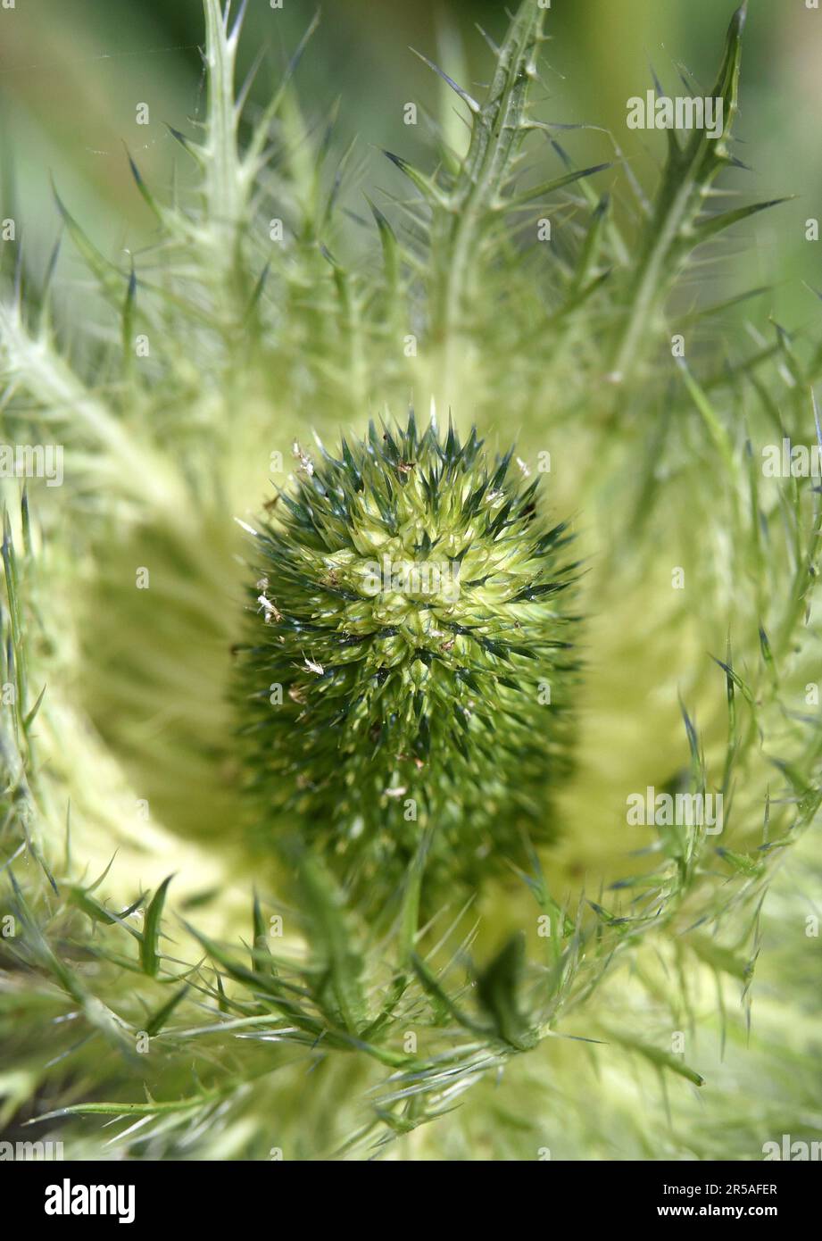 Alpine Sea Holly (Eryngos), with powder blue leaves and pale blue
