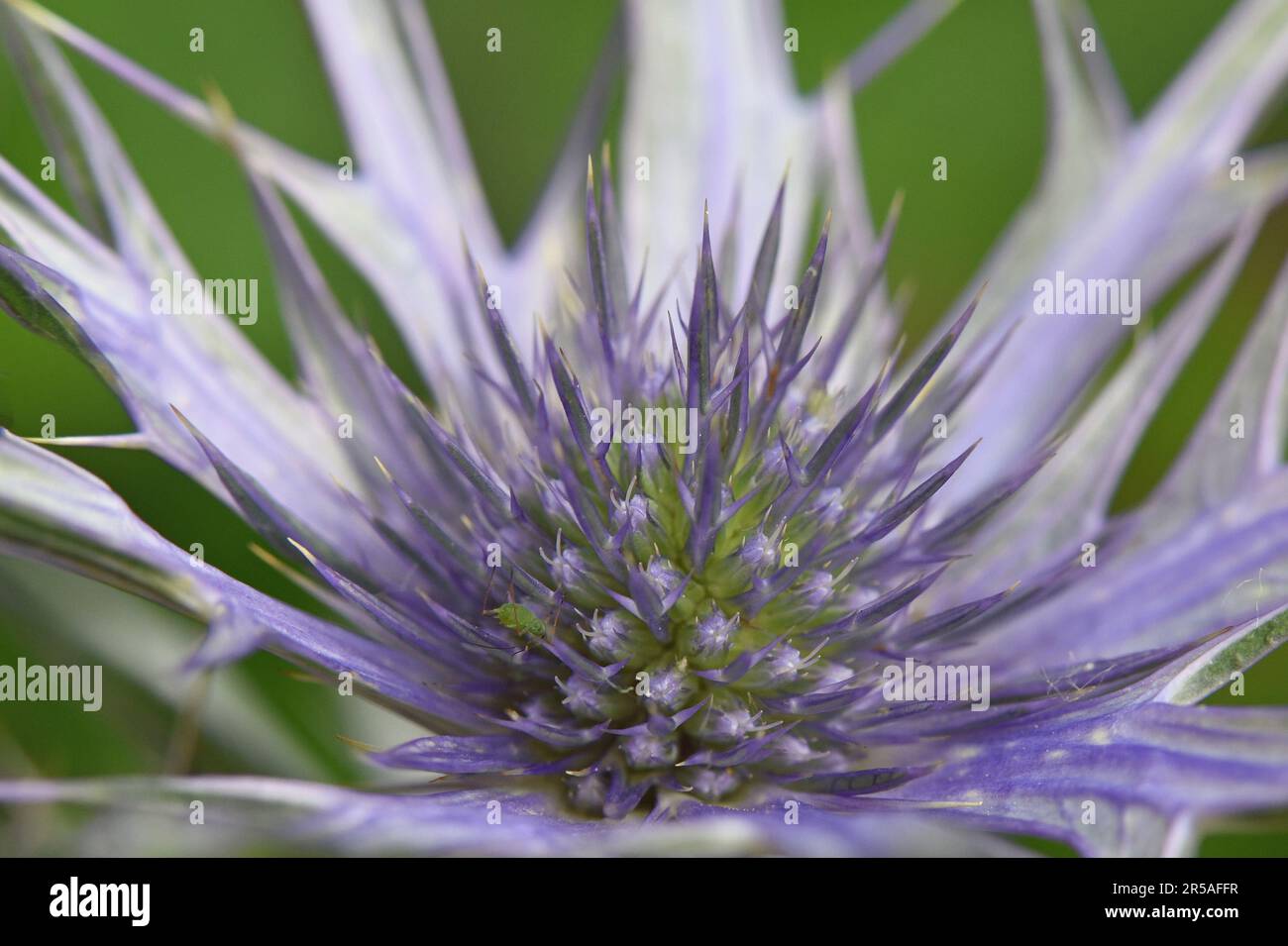 Alpine Sea Holly (Eryngos), with powder blue leaves and pale blue