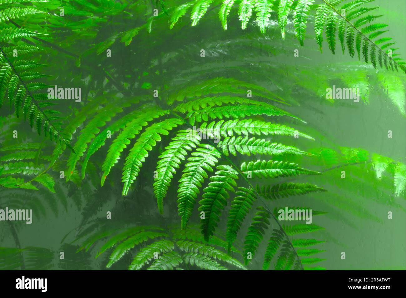 Green fern leaves behind the glass. Natural forest's plants in the glasshouse. Foliage from a tropical environment. Blurry vision. Nature. Botany. Bot Stock Photo
