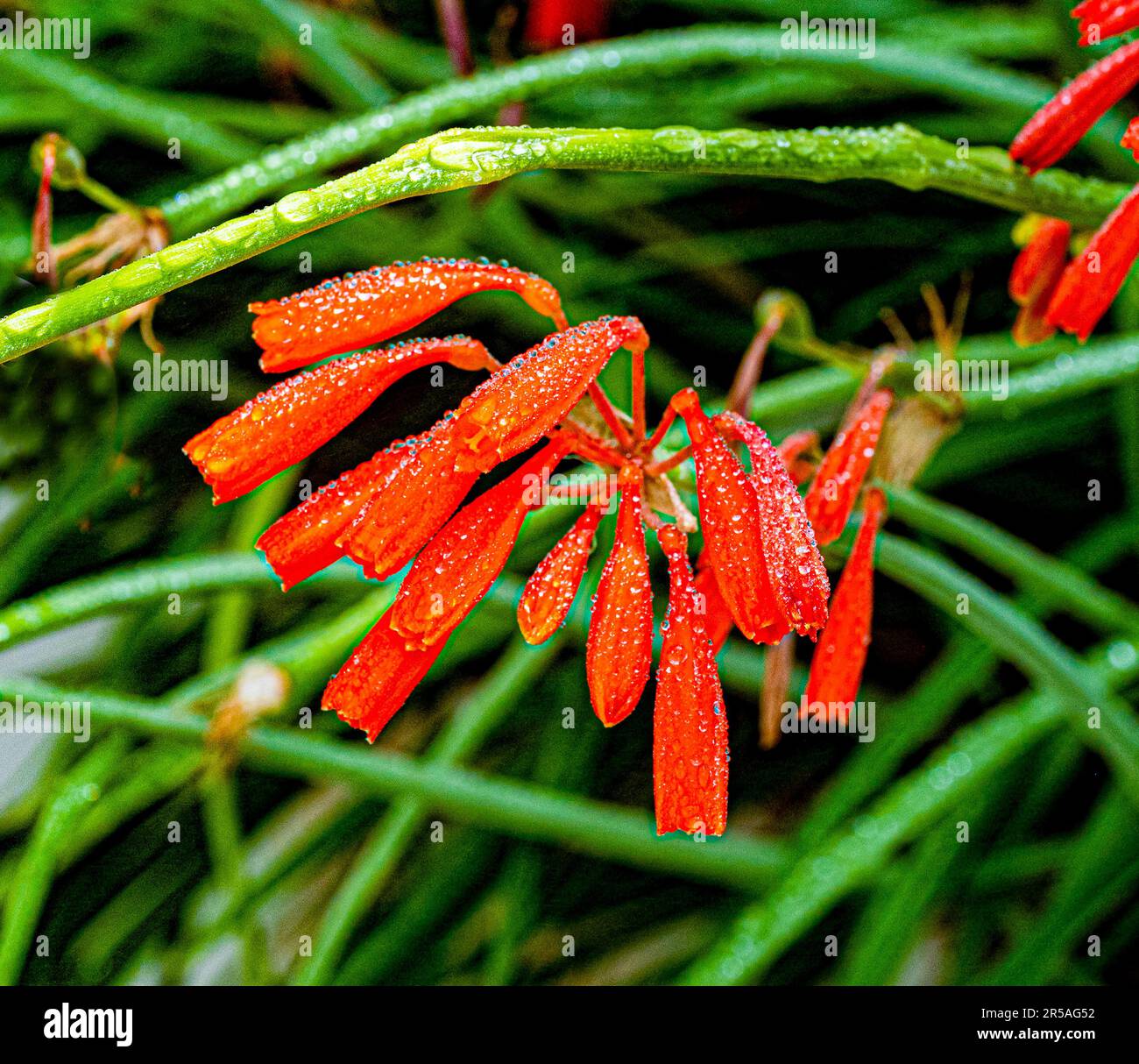 Bright orange dobo lily - Cyrtanthus brachyscyphus, native to South Africa. Stock Photo