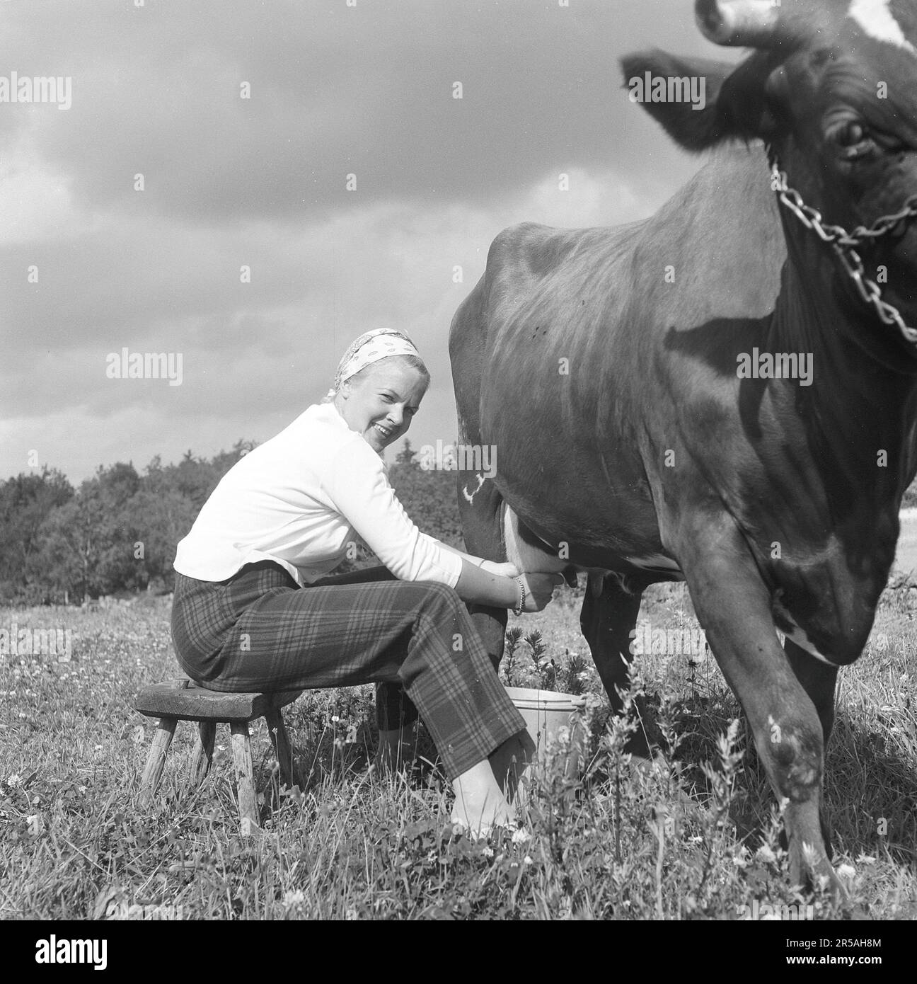 In the 1950s. A woman is milking a cow.  Sweden 1958. Kristoffersson ref CA50-2 Stock Photo