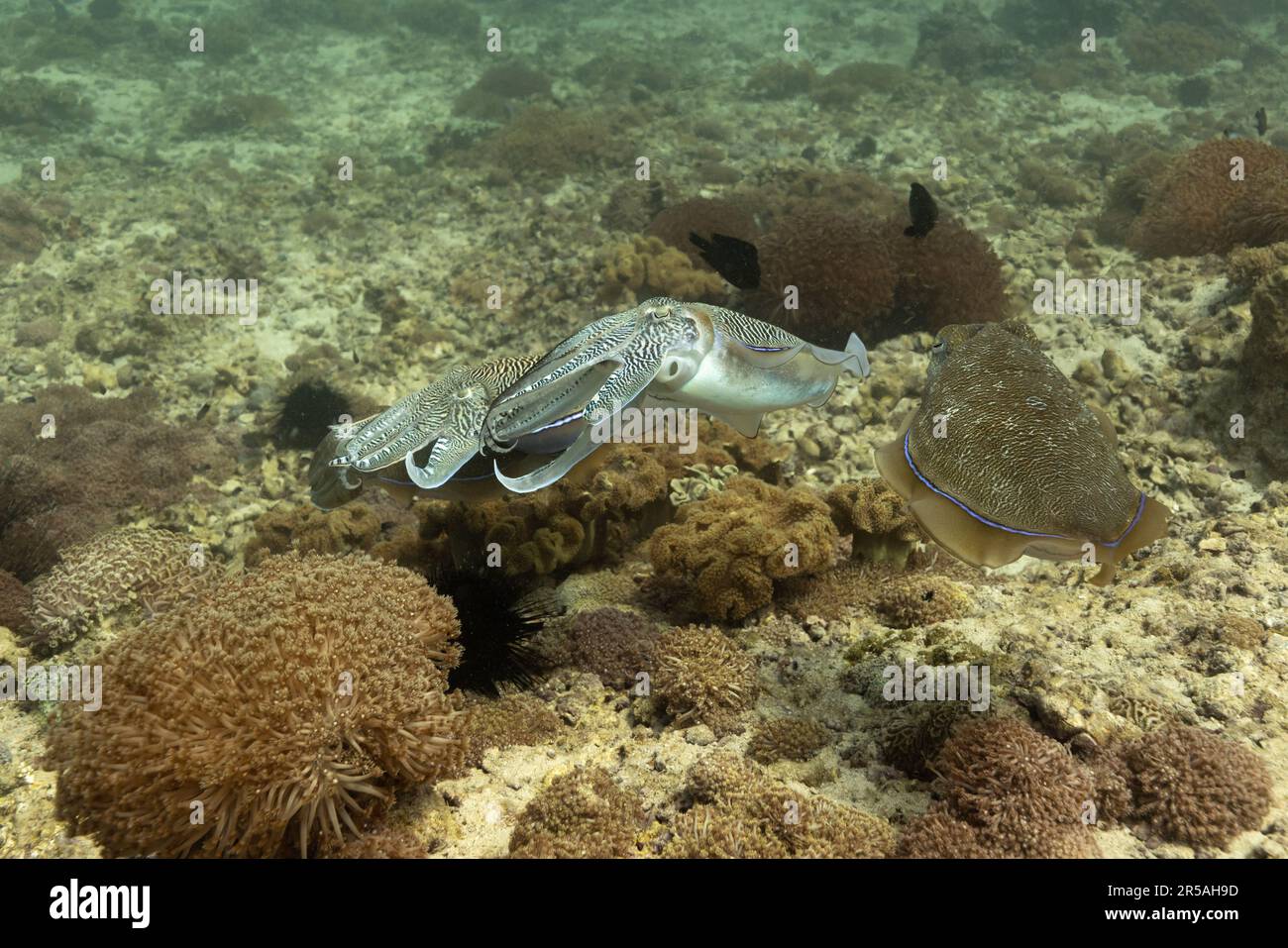 A group of four cuttle fish. Muscat, Oman. Stock Photo