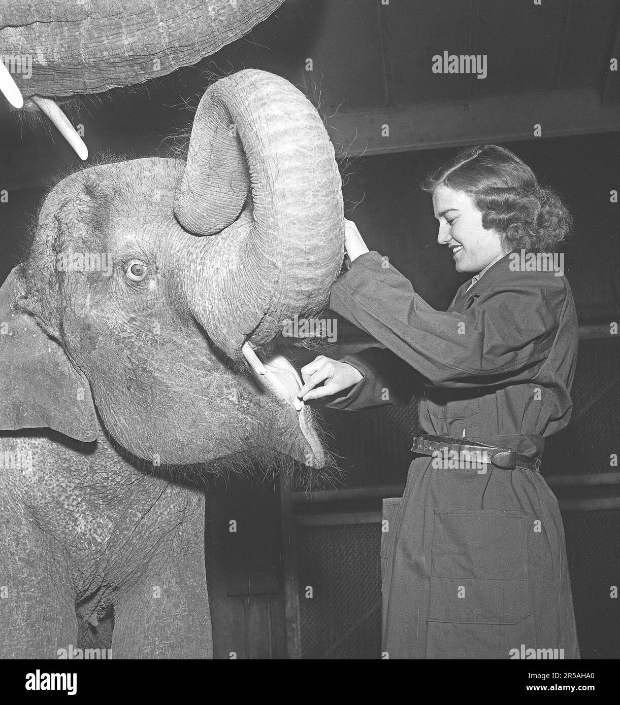 A young woman works as a zookeeper at the open-air museum Skansen in