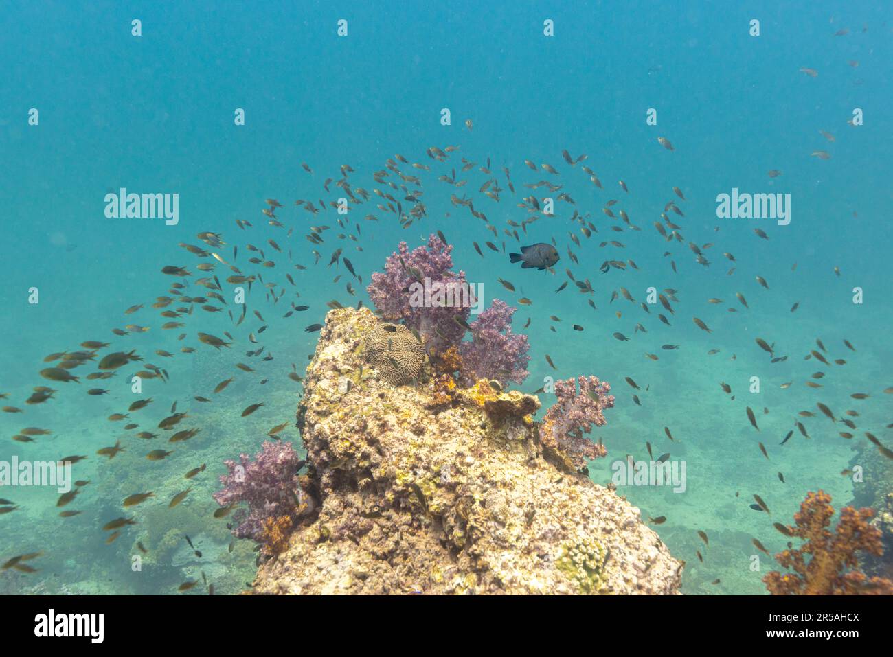 A beautiful colourful underwater reef scene with corals and reef fish. Muscat, Oman. Stock Photo