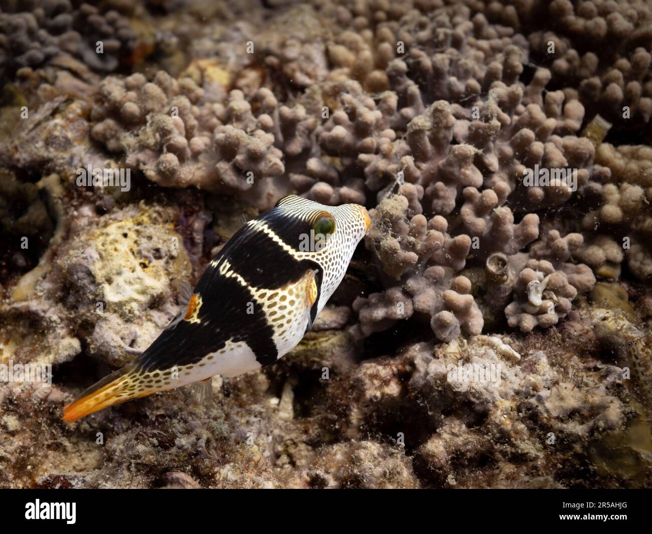 False puffer swimming over a coral reef. Muscat, Oman. Stock Photo