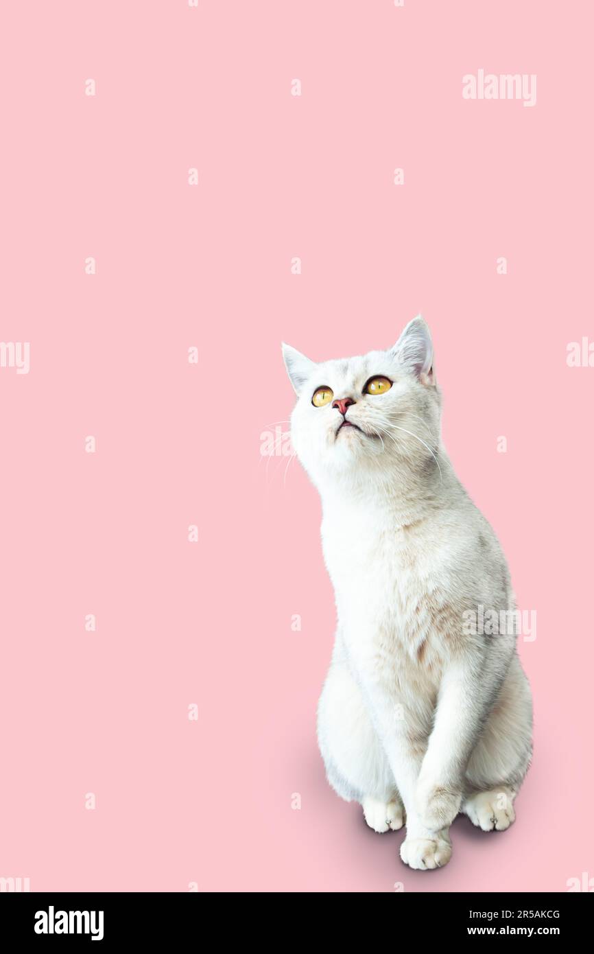 British shorthair cat nose hi-res stock photography and images - Page 3 -  Alamy, image size:866x1390