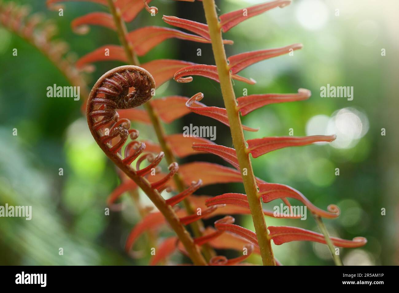 Fern leaves in tropical rainforest. Stock Photo