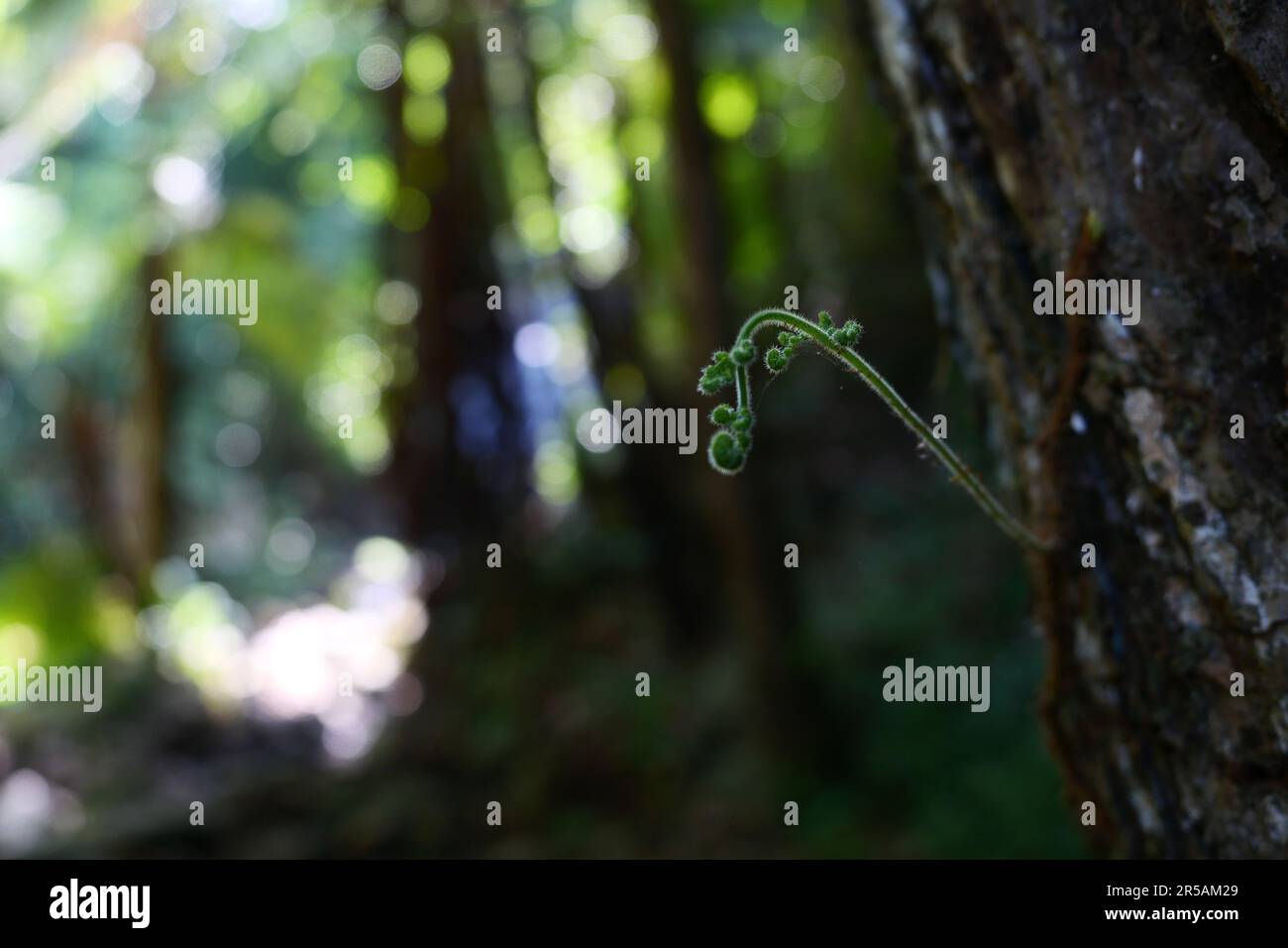 Fern leaves in tropical rainforest. Stock Photo