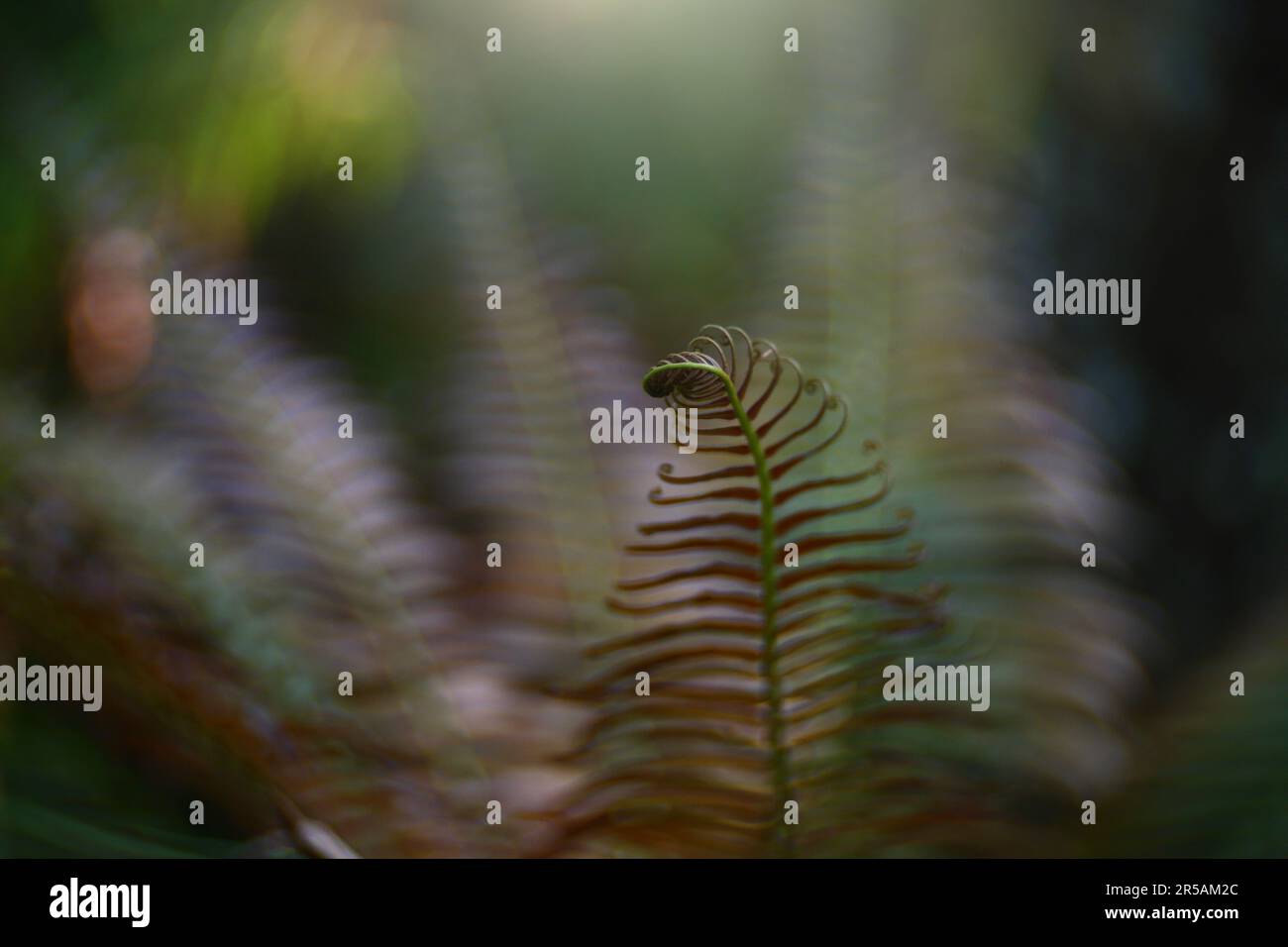 Fern leaves in tropical rainforest. Stock Photo