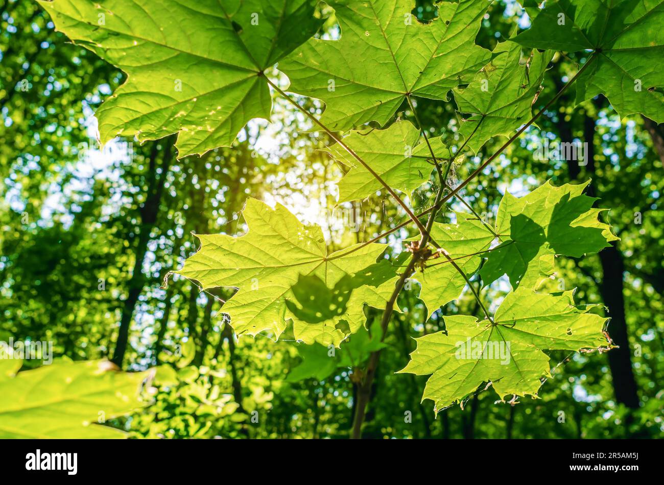 Rays sunlight way through leaves hi-res stock photography and images ...