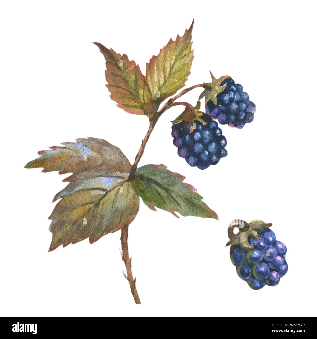 Set of blackberries on a branch, isolated white background. Watercolor