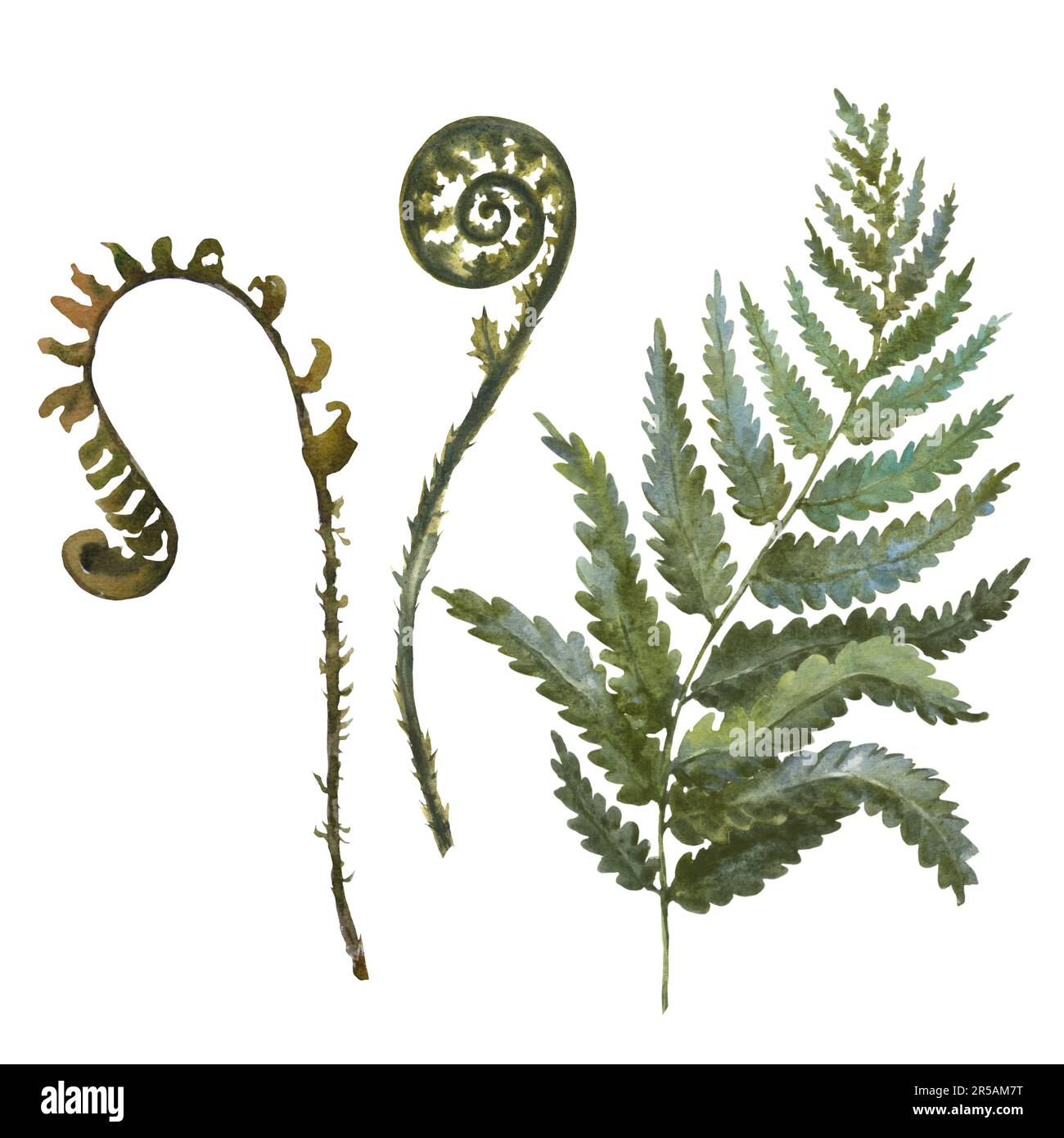 Fiddlehead Fern Drawing