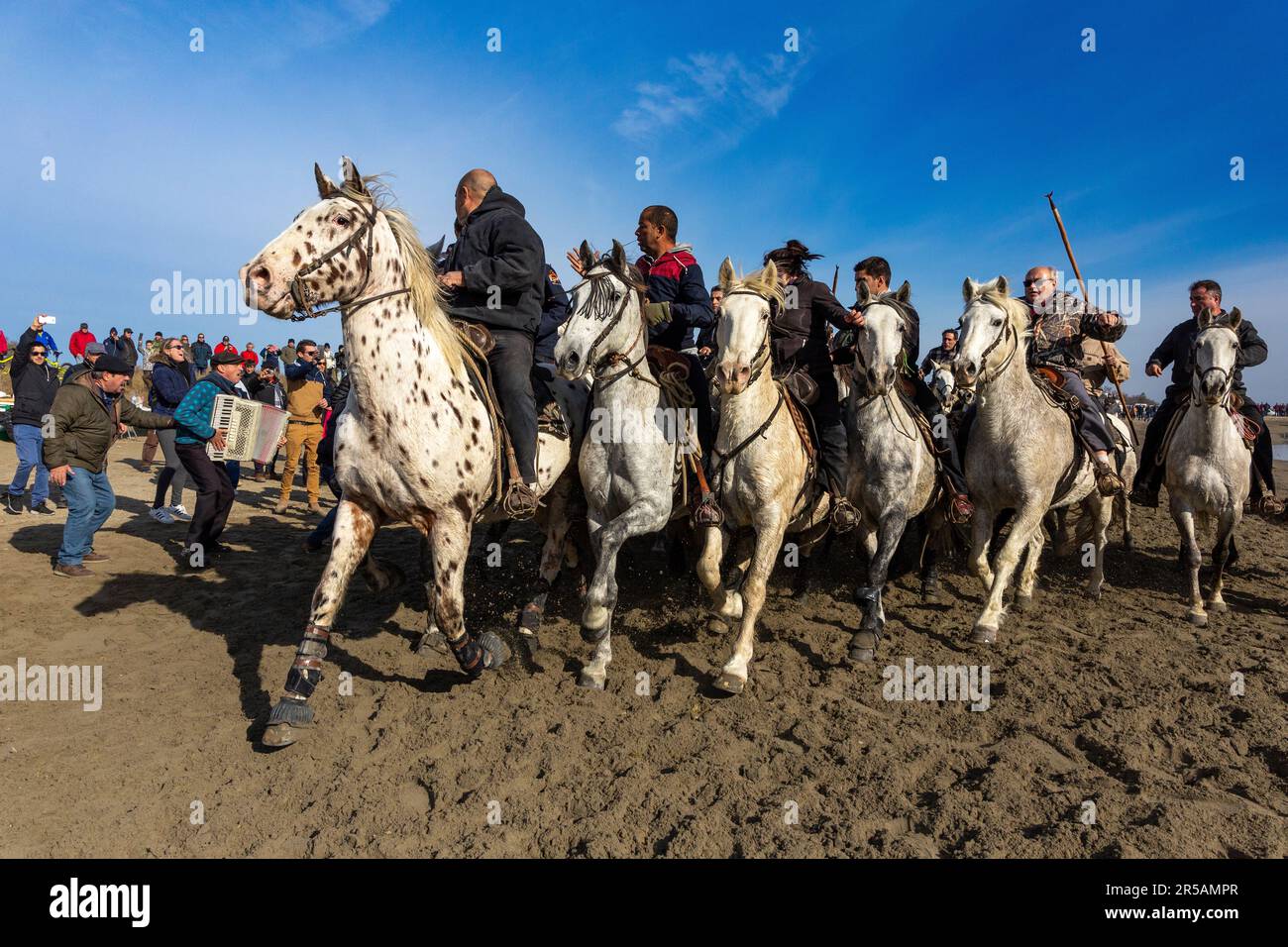 Abrivado, historical reenactment in the Camargue, France, Europe Stock Photo