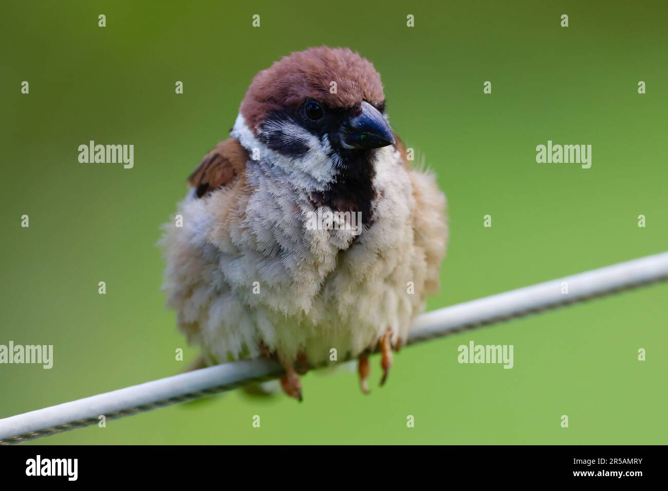 Perches on wires hires stock photography and images Alamy