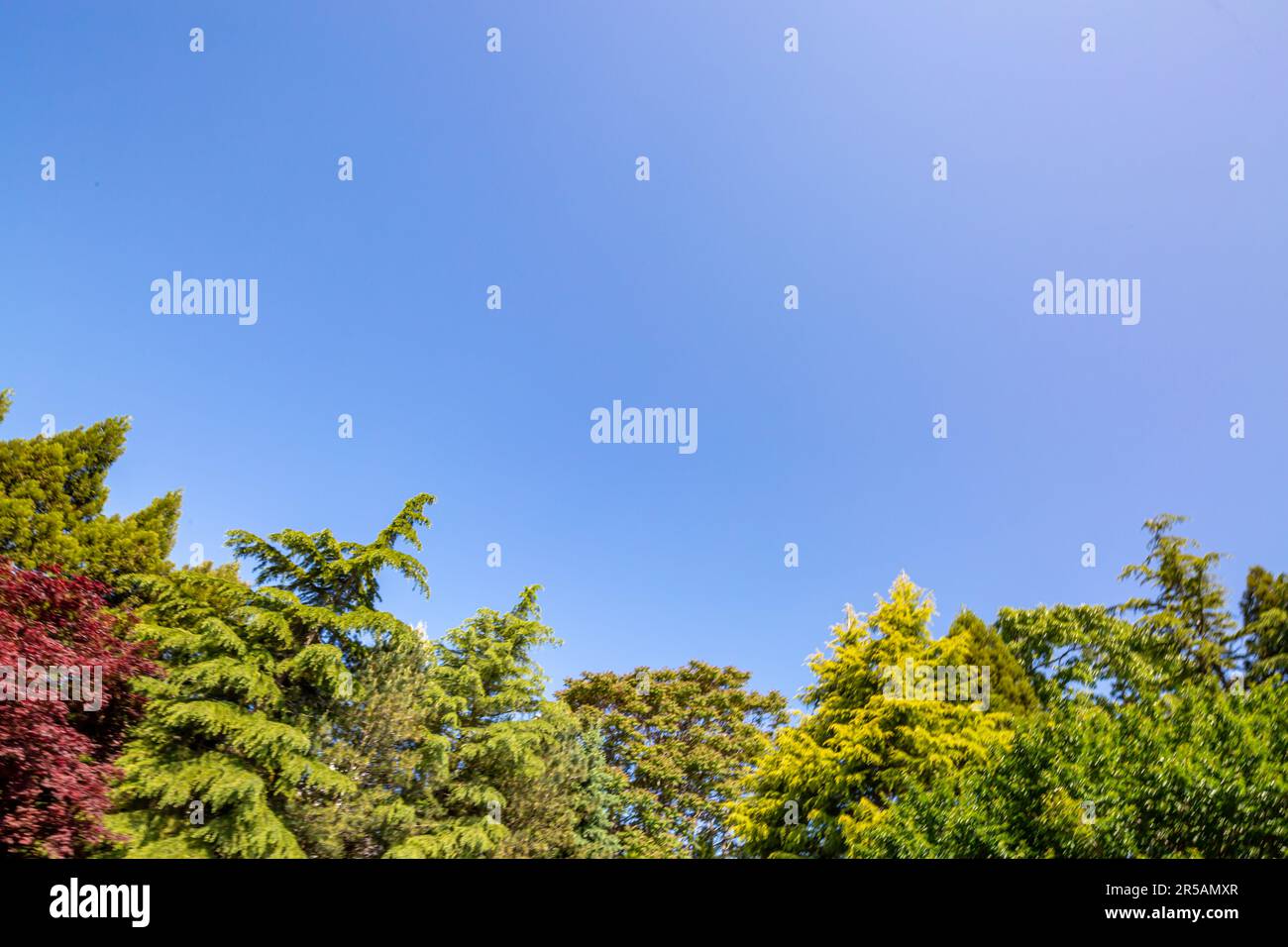 blue sky and a variety of numerous trees Stock Photo