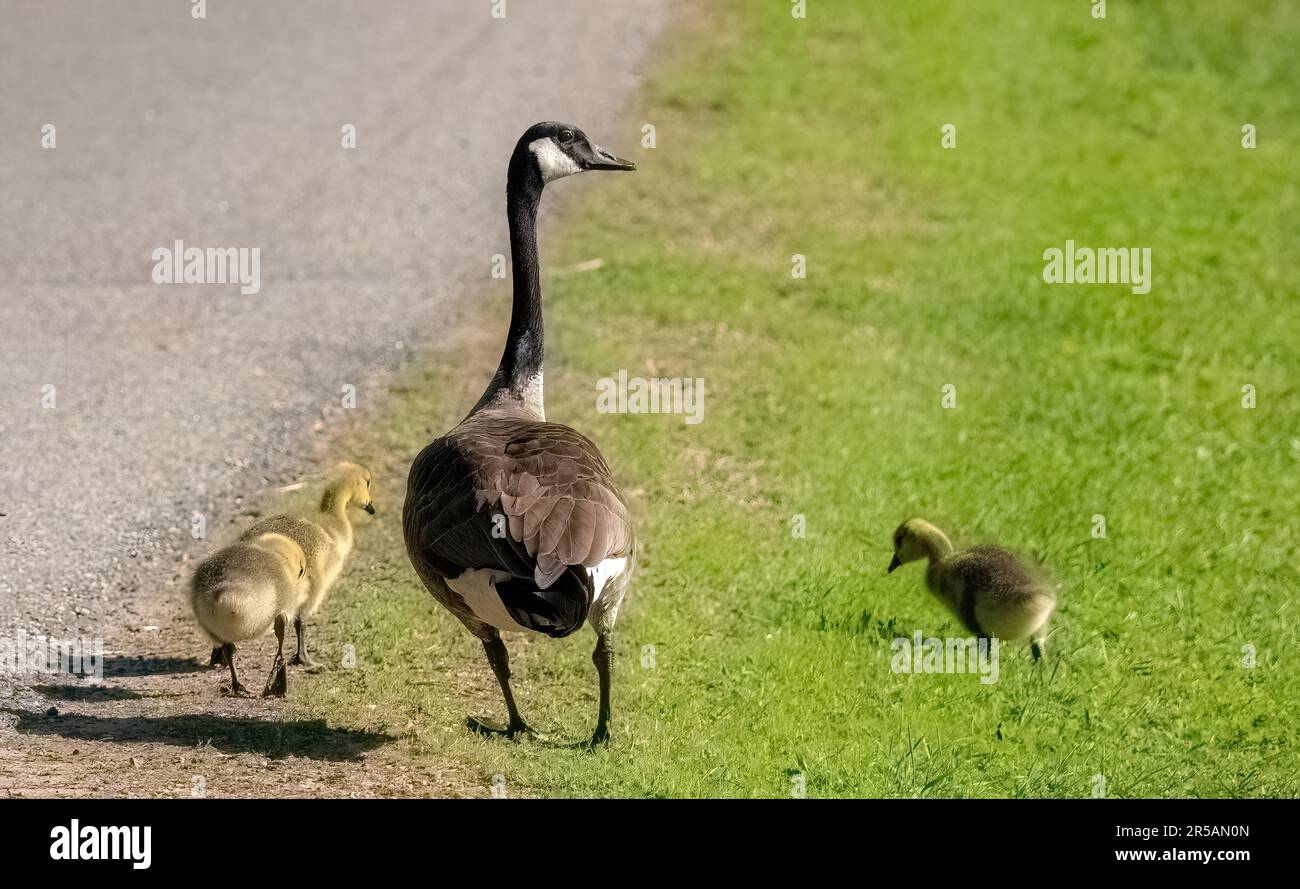 Mother canada goose with her baby goslings walking along a road near Jerusalem Pond in St. Croix Falls, Wisconsin USA. Stock Photo