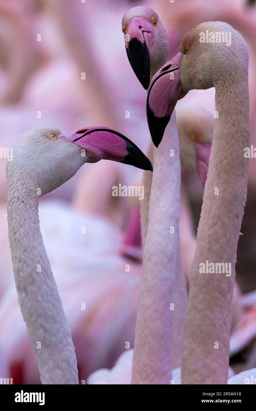 Pink flamingos, Camargue, France Stock Photo