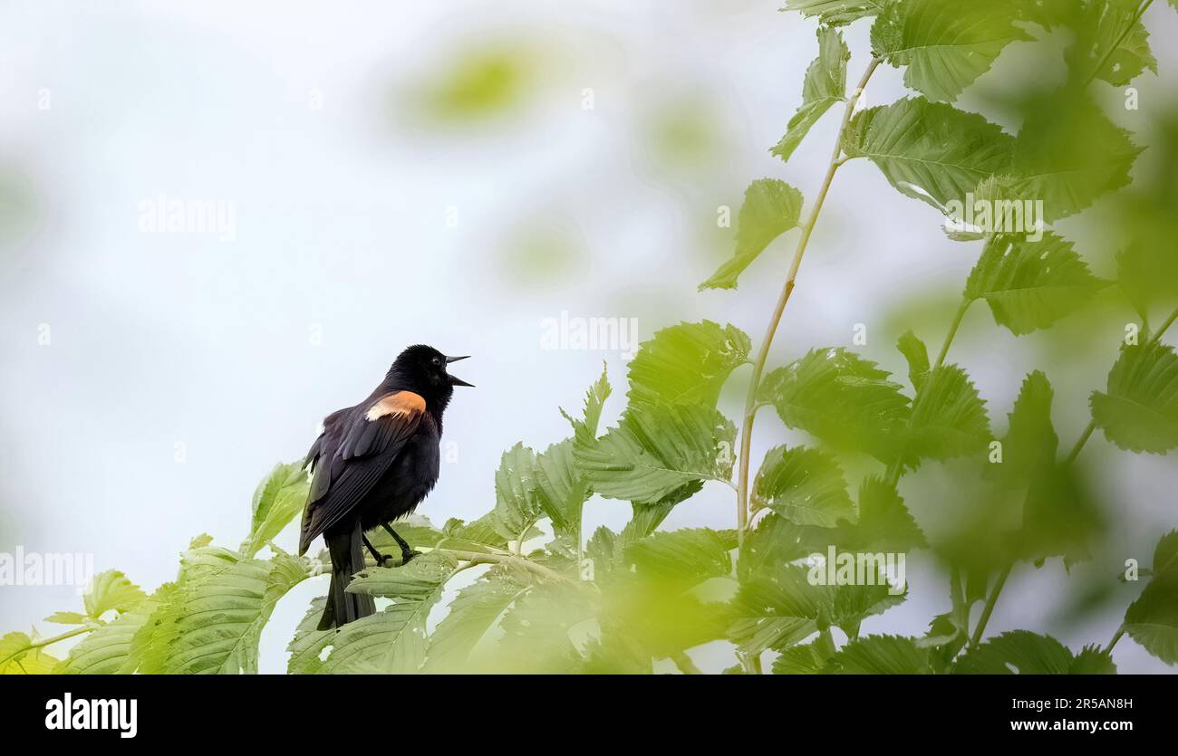 Male redwinged blackbird singing his bird calls on a spring morning at