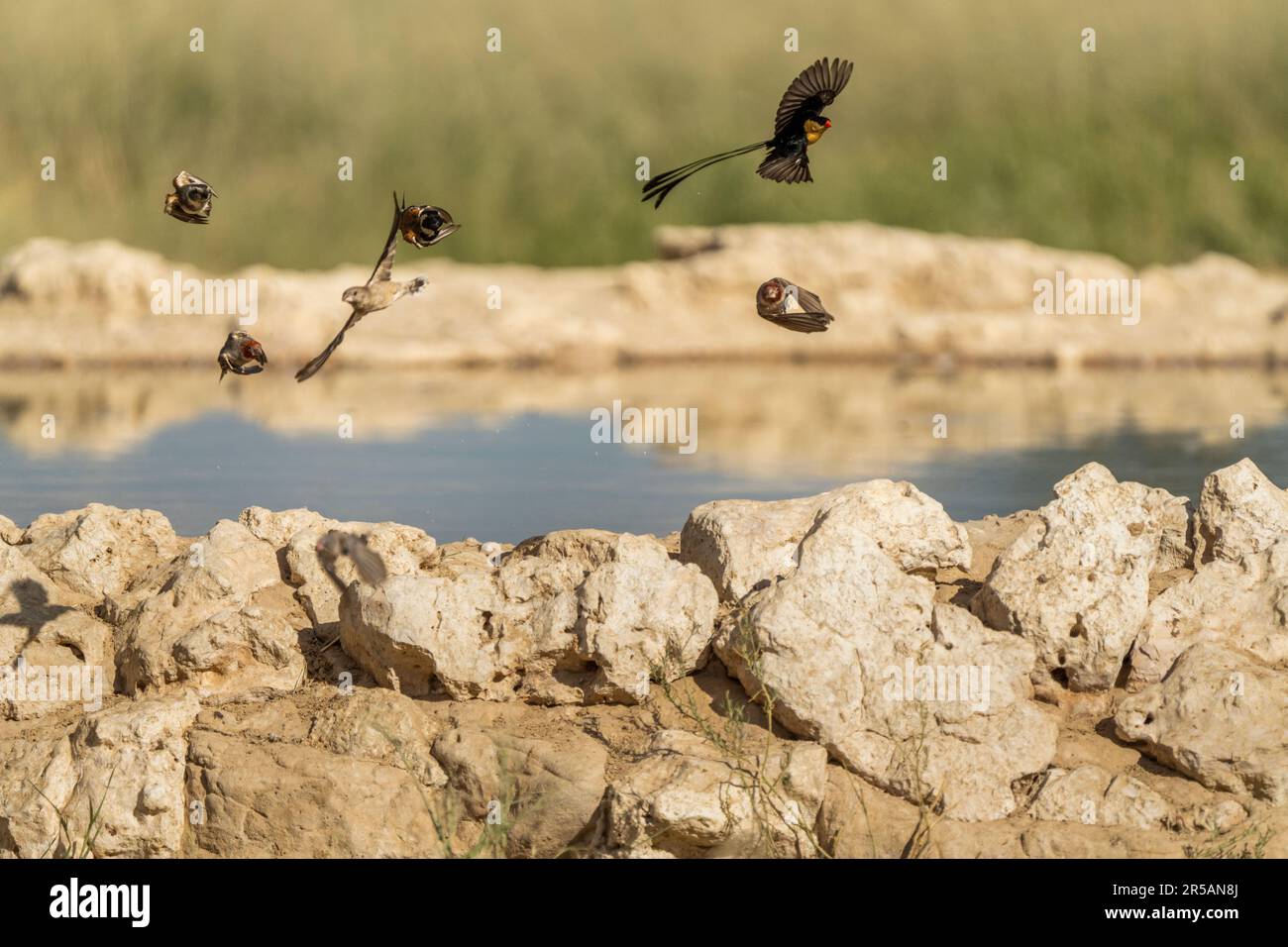African birds flying over water in the Kalahari desert. Kalahari, Kgalagadi Transfrontier Park, South Africa Stock Photo