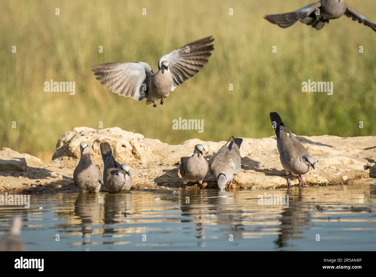 Pigeon in mid-air above water, 5 birds sit on water edge drinking in the Kalahri desert. Kalahari, Kgalagadi Transfrontier Park, South Africa Stock Photo