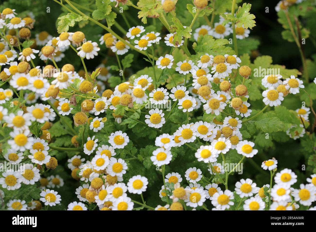 Feverfew Roots Feverfew, Tanacetum parthenium, white flowers with yellow centres in ...