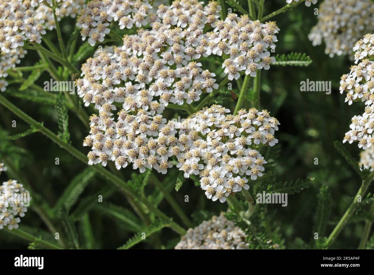 white-yarrow-achillea-millefolium-flowers-in-close-up-with-a-background-of-blurred-leaves-2R5AP4F.jpg