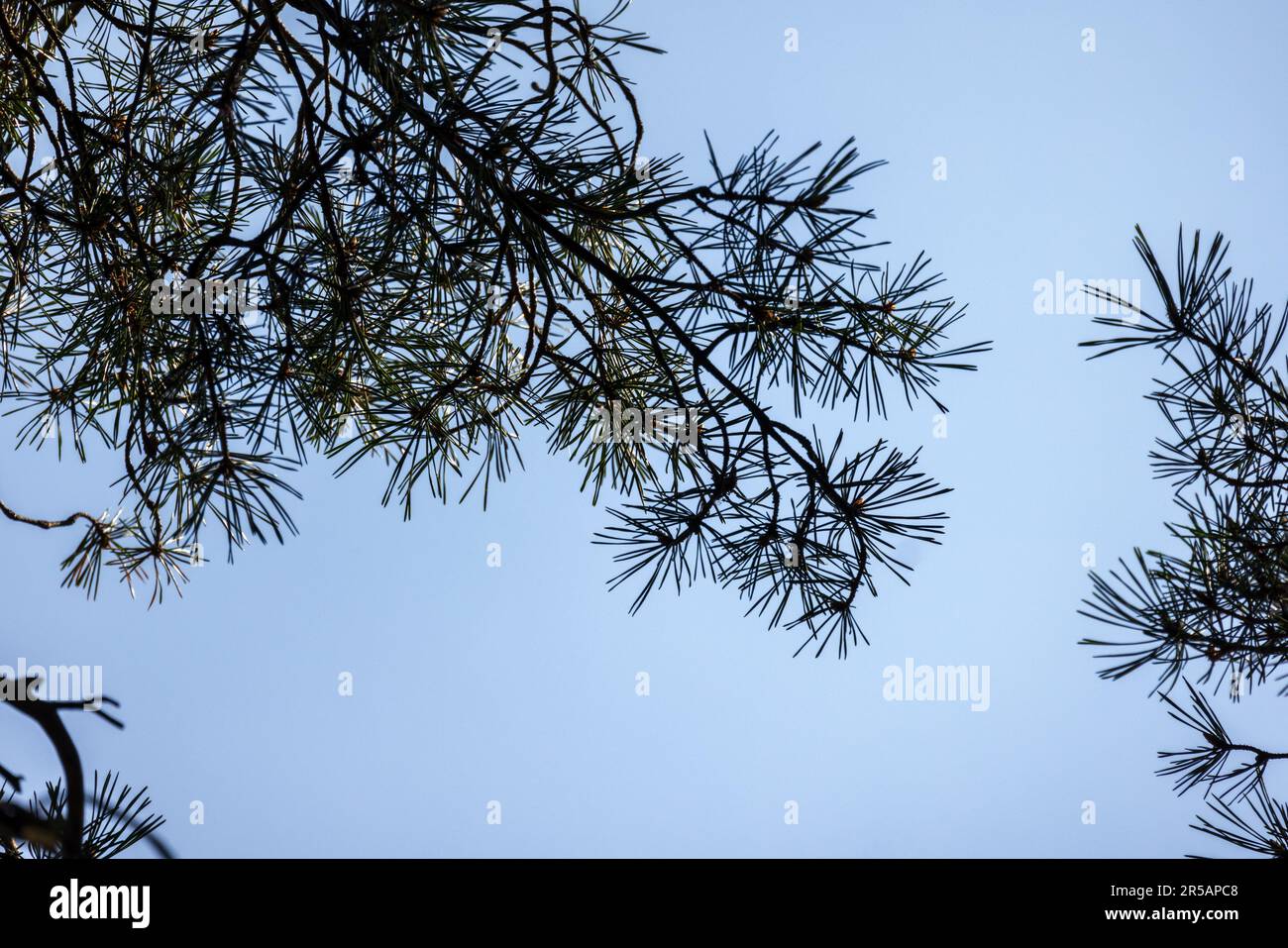 Silhouette of pine tree branches on a blue sky background Stock Photo ...