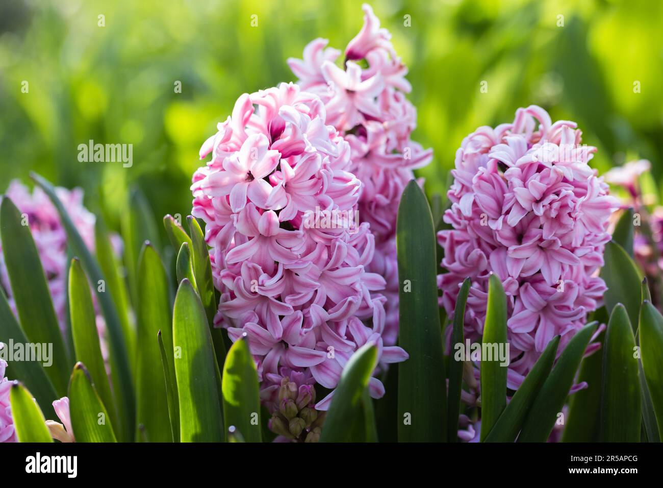 Pink cultivar hyacinth flowers grow in the garden on a sunny day, close-up photo with selective soft focus Stock Photo
