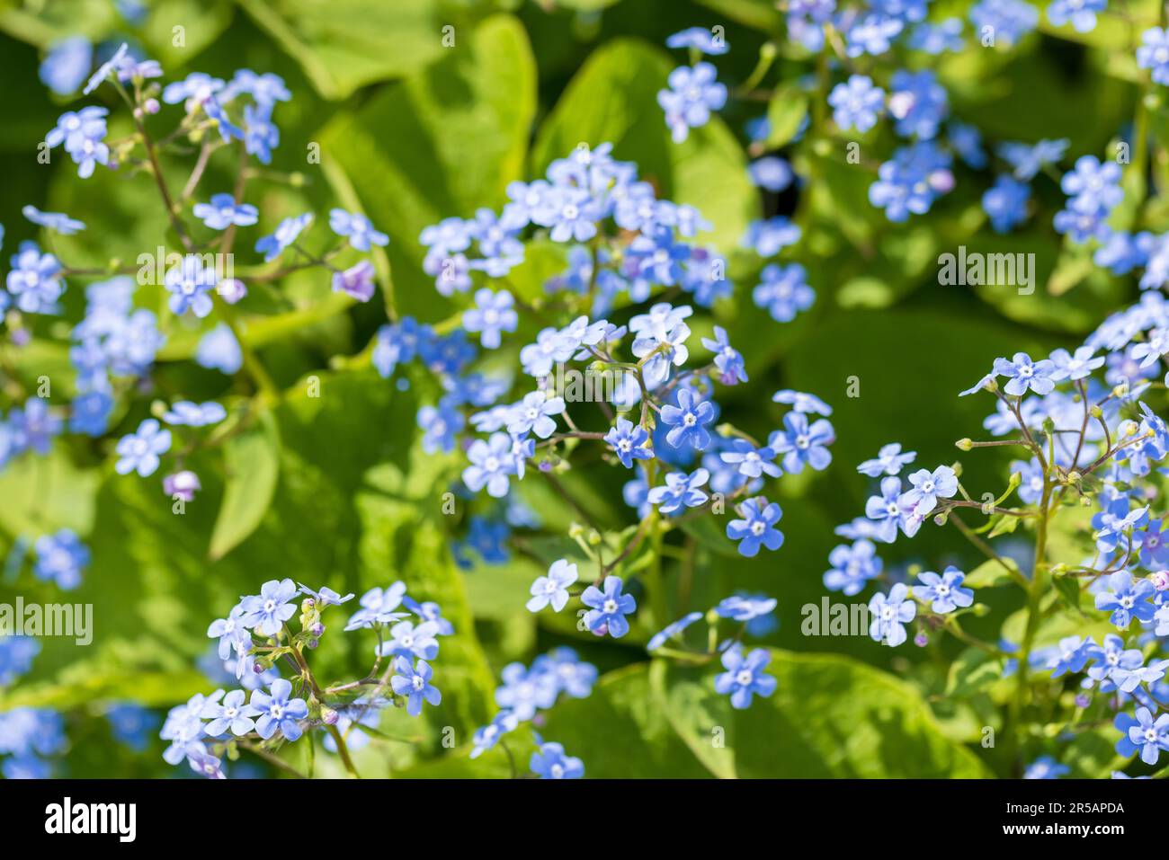 Forget Me Not, blue flowers over blurred natural green background on a sunny summer day. Macro photo with soft selective focus. Myosotis is a genus of Stock Photo