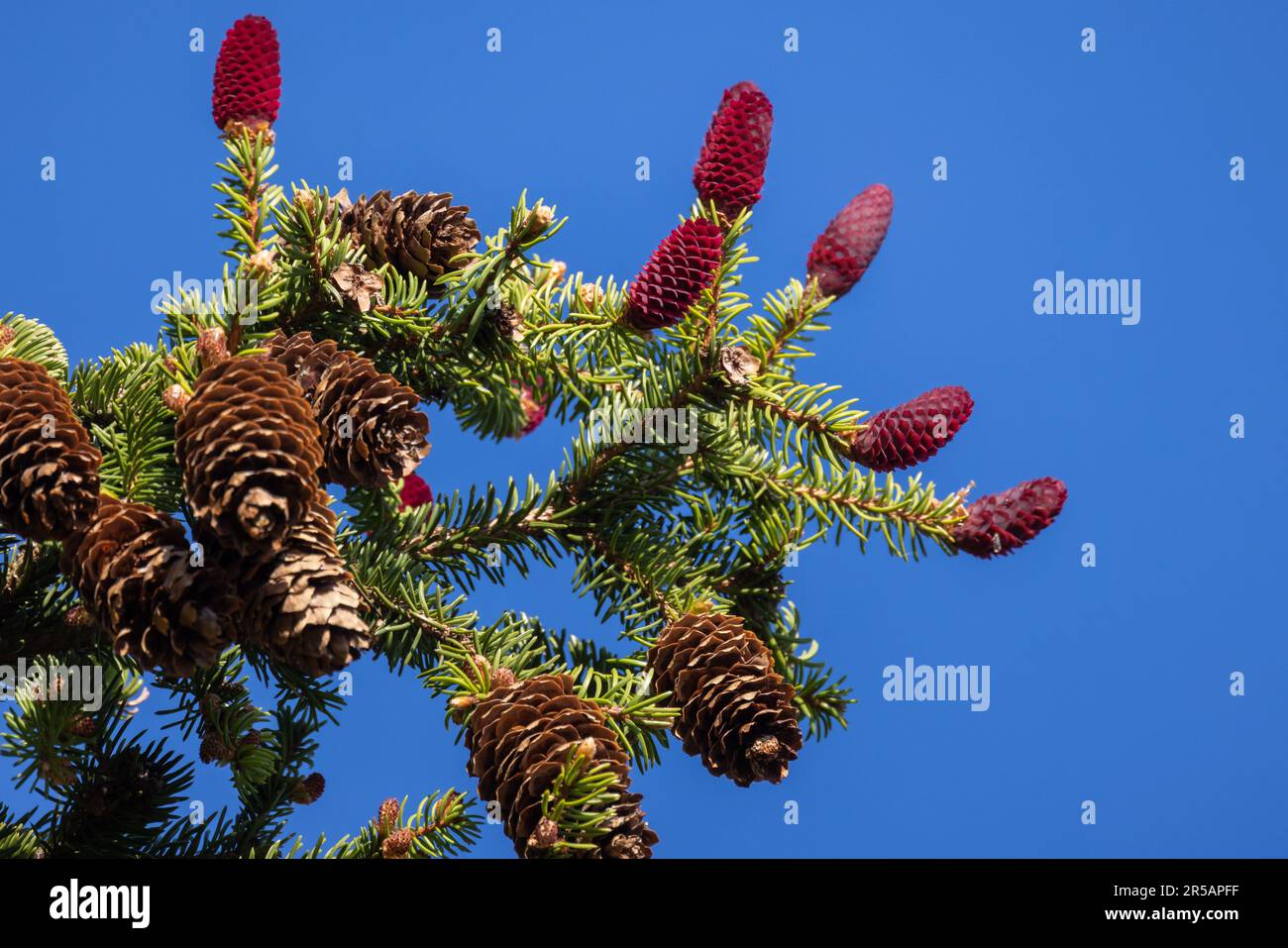 Fir tree branch with red immature cones is under clear blue sky on a spring day Stock Photo