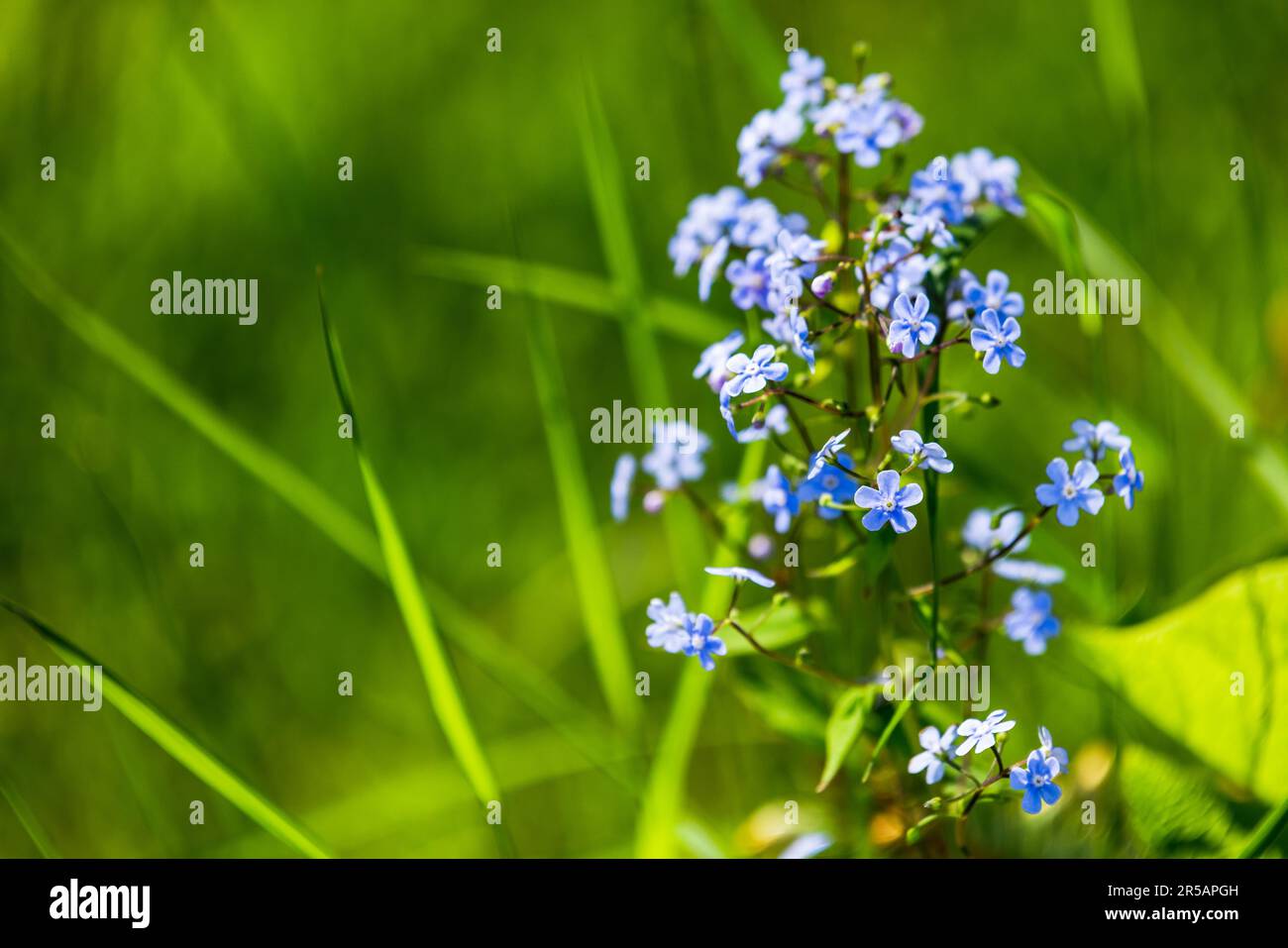 Forget Me Not, Myosotis is a genus of flowering plants in the family Boraginaceae. Macro photo with soft selective focus of blue flowers over blurred Stock Photo