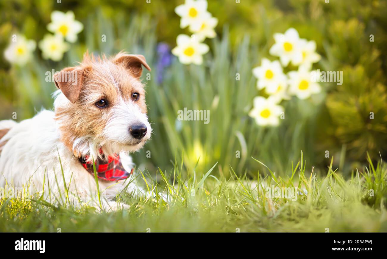 Happy cute dog puppy listening in the garden with daffodil flowers