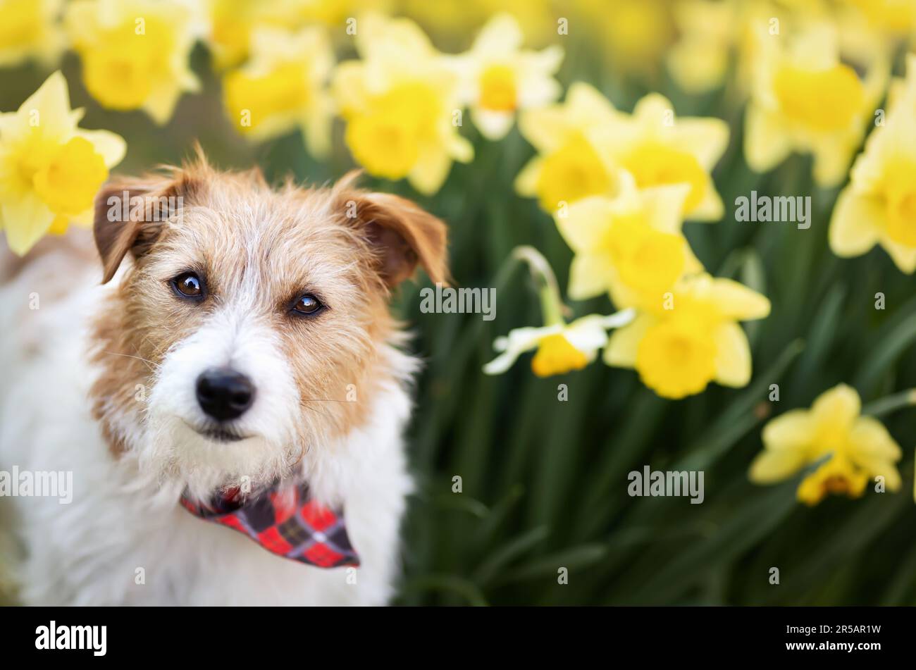 Happy cute jack russell terrier listening in easter daffodil flowers in