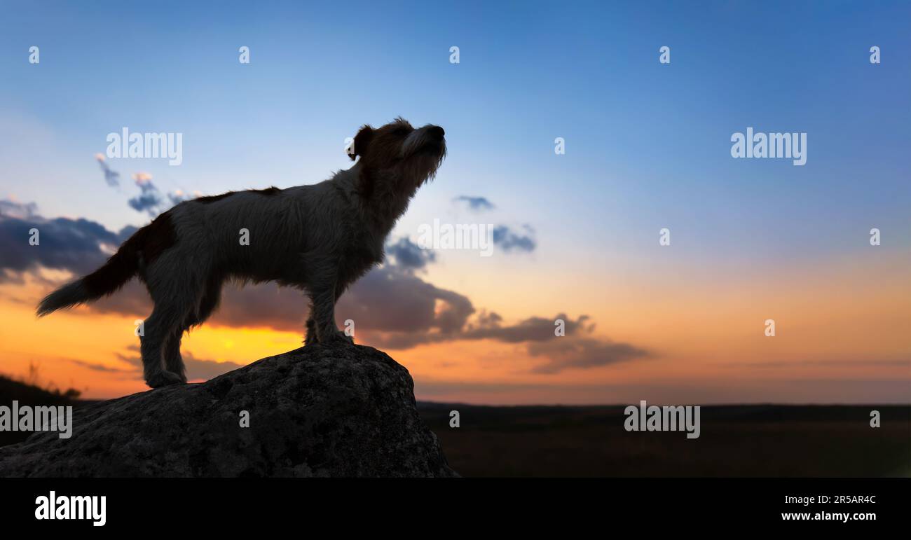 Silhouette of a howling dog on a rock in the sunset on blue sky background. Web banner with copy space. Stock Photo