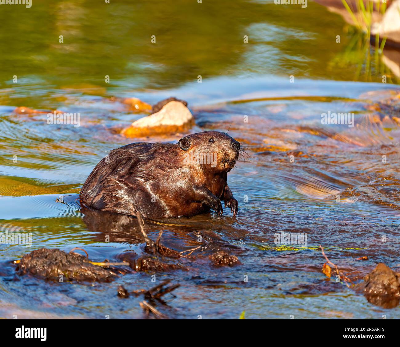 Beaver closeup side view building a beaver dam in a water stream flow